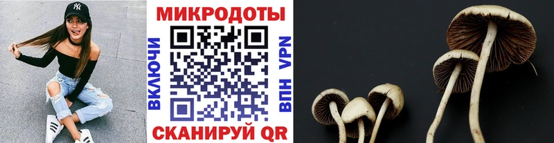 как найти наркотики  Волгореченск  omg   Галлюциногенные грибы Psilocybine cubensis 